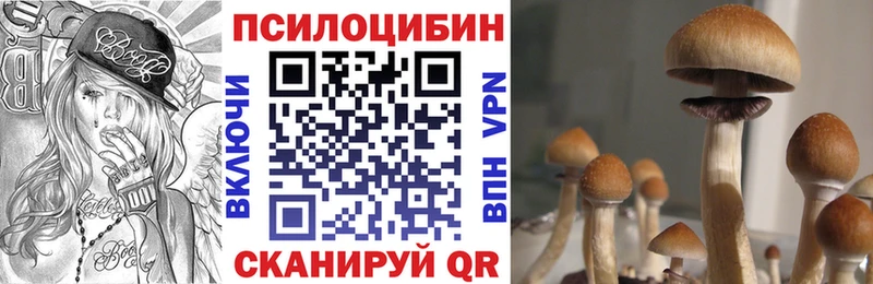 Галлюциногенные грибы Cubensis сколько стоит Нефтекумск